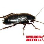 Cucaracha oriental (Blatta orientalis)