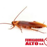 Cucaracha americana (Periplaneta Americana)