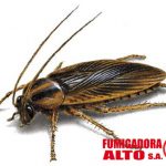 Cucaracha alemana (Blatella Germanica)