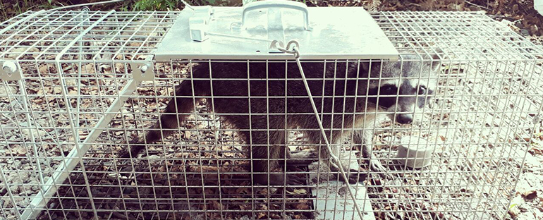 Refugio para la reubicación de animales silvestres