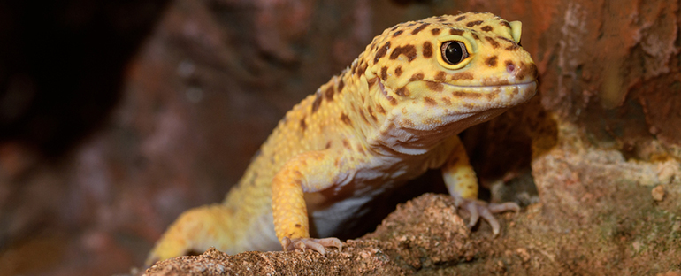 Curiosidades sobre los geckos
