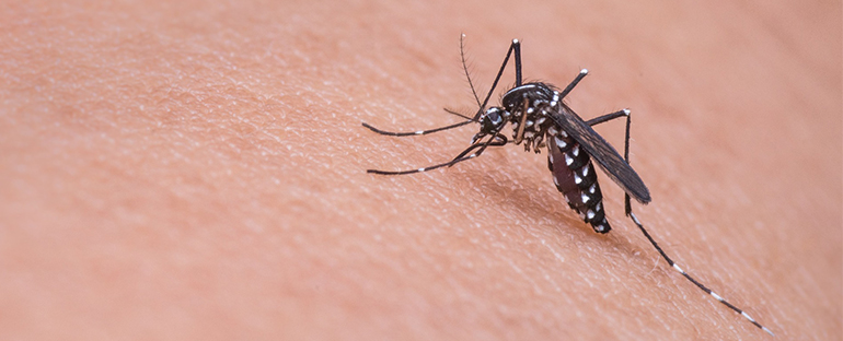 cosas que quizás no sabías sobre los mosquitos