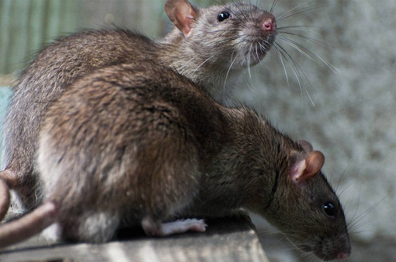Control de Ratas en Costa Rica